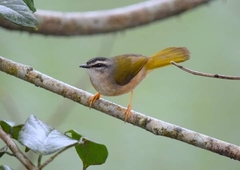 Myiothlypis rivularis