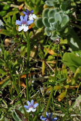 Nemesia versicolor