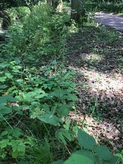 Epipactis helleborine helleborine