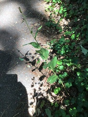 Epipactis helleborine helleborine