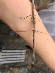Clonopsis gallica