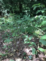 Epipactis helleborine helleborine