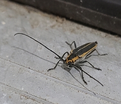 Saperda lateralis