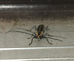 Saperda lateralis