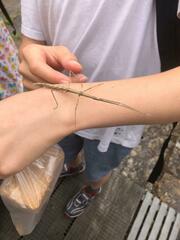 Clonopsis gallica