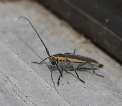 Saperda lateralis