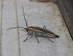 Saperda lateralis