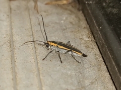 Saperda lateralis