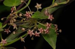 Vincetoxicum dalzellii