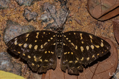 Lexias canescens
