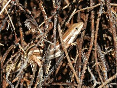 Trachylepis occidentalis