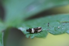 Olethreutes fasciatana