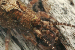 Lepismachilis notata