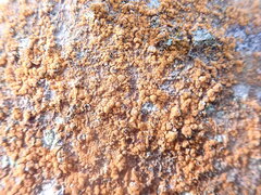 Trentepohlia abietina