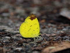 Eurema simulatrix