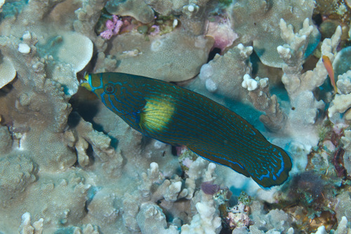 Labrichthys in life