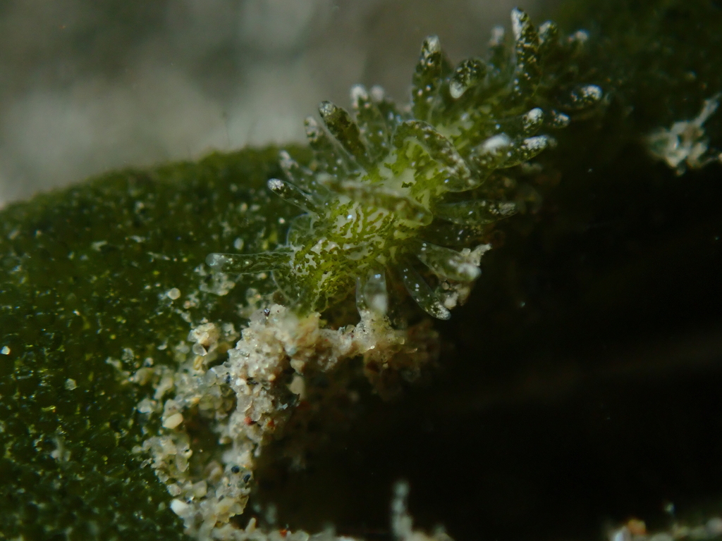 Placida aoteana