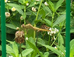 Crocothemis servilia