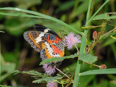 Cethosia hypsea