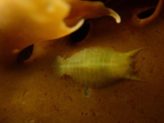 Amphoroidea media