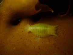 Amphoroidea media
