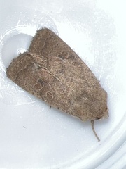 Hoplodrina blanda
