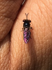 Cerotainia