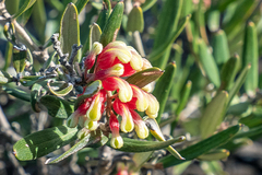 Grevillea aspera