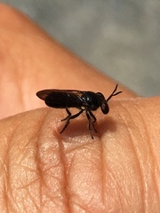 Cerotainia