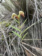 Pterostylis arbuscula