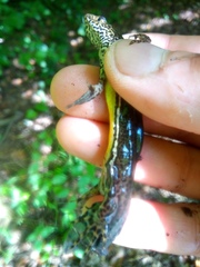 Ommatotriton ophryticus