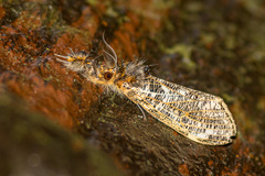 Locharna limbata
