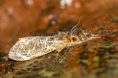 Locharna limbata