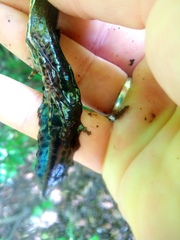 Ommatotriton ophryticus