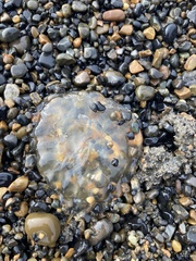 Chrysaora melanaster