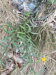 Hieracium