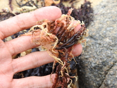 Botryocladia pseudodichotoma