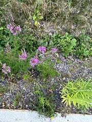 Chamaenerion angustifolium