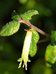 Correa reflexa lobata