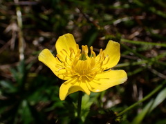 Trollius chinensis