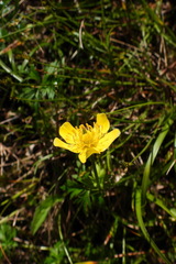 Trollius chinensis