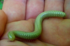 Diplopoda