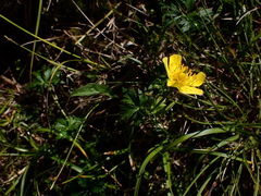 Trollius chinensis