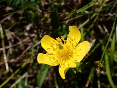 Trollius chinensis