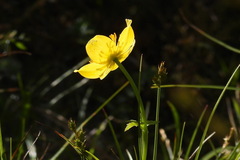 Trollius chinensis