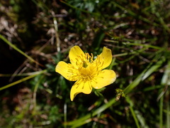 Trollius chinensis