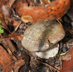 Cortinarius austrocyanites