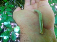 Diplopoda