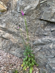 Digitalis purpurea