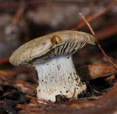 Cortinarius austrocyanites